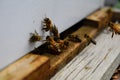 The bees at front hive entrance macro close up. Bee flying to hive. Honey bee entering the hive. Hives in an apiary with working b Royalty Free Stock Photo