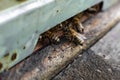 The bees at front hive entrance macro close up. Bee flying to hive. Honey bee entering the hive. Hives in an apiary with working b Royalty Free Stock Photo