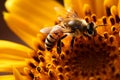 Bees gather sunflower nectar, dusted in yellow pollen, a pollination marvel Royalty Free Stock Photo