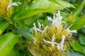 Bees gathered pollen of Schaueria flavicoma Golden Plum flowers