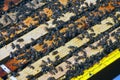 Bees gathered on top of a wooden hive box
