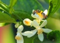 The bees are gathering carpels on the lime flower Royalty Free Stock Photo