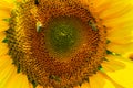 Bees gathering pollen of the sunflower