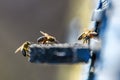 Bees getting inside the small hole of beehive Royalty Free Stock Photo