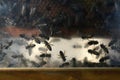 Bees in a glass hive Royalty Free Stock Photo