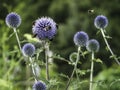 Bees and globe thistles