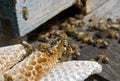 Bees on hive 14