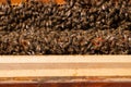 Bees in hive.Apiary.Macro.Insect