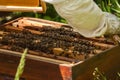 Bees in hive.Apiary.Macro.Insect