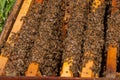 Bees in hive.Apiary.Macro.Insect