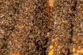 Bees in hive.Apiary.Macro.Insect