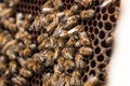 Bees in hive.Apiary.Macro.Insect