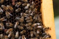 Bees in hive.Apiary.Macro.Insect