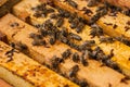 Bees in hive.Apiary.Macro.Insect