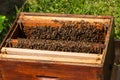 Bees in hive.Apiary.Macro.Insect