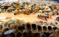 Bees on the hive Royalty Free Stock Photo