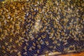 bees in hive behind transparent glass Royalty Free Stock Photo