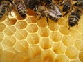 Bees in a hive Royalty Free Stock Photo