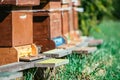 Bees hive: Flying to the landing boards