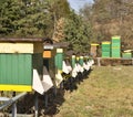 Bees in hives Royalty Free Stock Photo