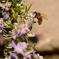 Bees, honey bee sucking nectar and polinating on Rosemary, Rosmarin Flower, Rosmarinus officinalis, with its beautiful lilac Royalty Free Stock Photo