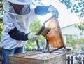 Bees, honey and brush for agriculture, sustainability and bee farmer production with a frame. Working farm employee