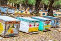 Multi-colored beehives, apiary, honey, many beehives that look like people, coniferous honey on the island of Thassos