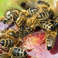 Bees or honeybees in latin Apis Mellifera on plum fruit Royalty Free Stock Photo