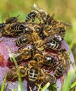 Bees or honeybees in latin Apis Mellifera on plum fruit Royalty Free Stock Photo