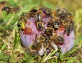 Bees or honeybees in latin Apis Mellifera on plum fruit Royalty Free Stock Photo