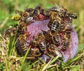 Bees or honeybees in latin Apis Mellifera on plum fruit Royalty Free Stock Photo
