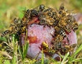 Bees or honeybees in latin Apis Mellifera on plum fruit Royalty Free Stock Photo