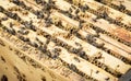 Bees on honeycells Royalty Free Stock Photo