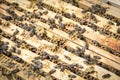 Bees on honeycells