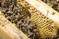 Bees on honeycells Royalty Free Stock Photo