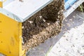 Bees on honeycells Royalty Free Stock Photo