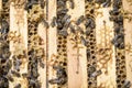 Bees on honeycells