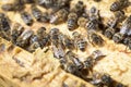 Bees on honeycells