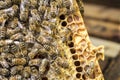 Bees on honeycells