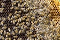 Bees on honeycells