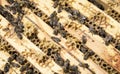 Bees on honeycells