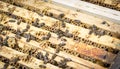 Bees on honeycells