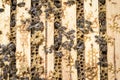 Bees on honeycells