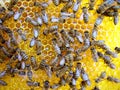 Bees on honeycomb Royalty Free Stock Photo