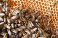 Bees on honeycomb