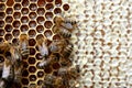 Bees on honeycomb Royalty Free Stock Photo