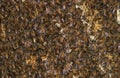 Bees and honeycomb Royalty Free Stock Photo
