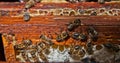 Bees on honeycomb