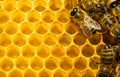 Bees on honeycomb Royalty Free Stock Photo