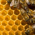 Bees on honeycomb Royalty Free Stock Photo